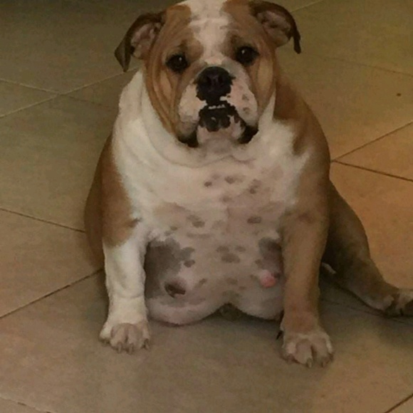 Meet your Posher, Silvia - Picture 1 of 1